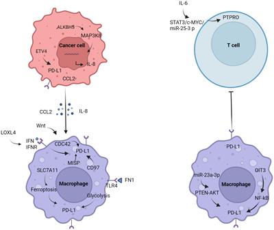 The current status and future of PD-L1 in liver cancer
